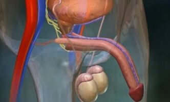 Что такое сила у мужчин